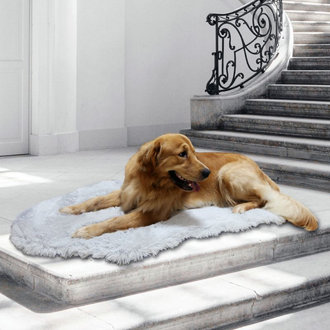 Image of Orthopedic Dog Bed Memory Foam